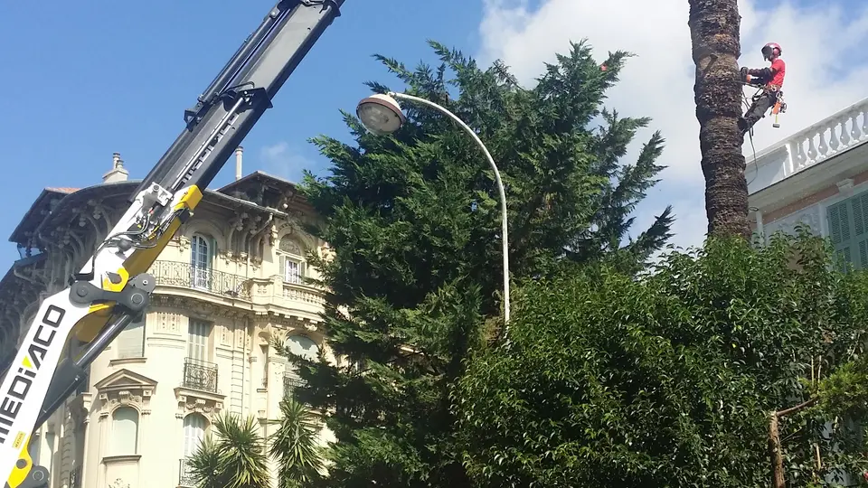 Abattage contrôlé d’un palmier avec camion-grue à Nice par Nazarian Espaces Verts