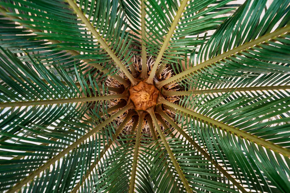 Cœur d’un palmier observé lors d’un diagnostic
